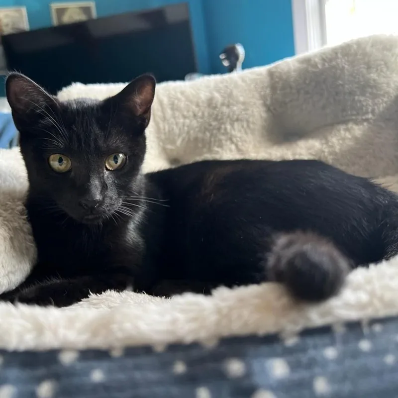 A young medium-sized female Tabby (Buff / Tan / Fawn) Domestic Short Hair cat named Pixie for adoption in Grafton, MA