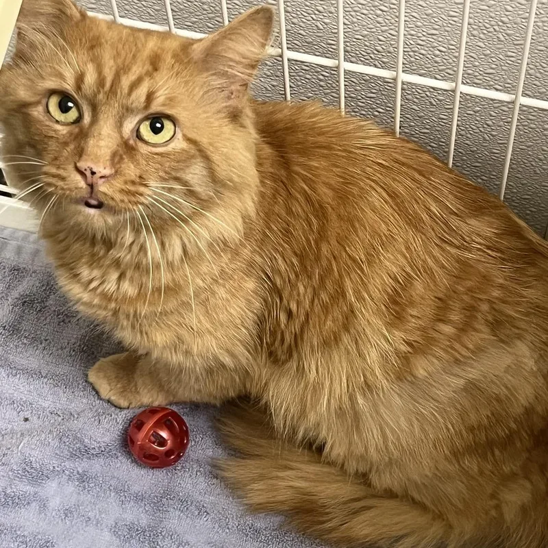 An adult small-sized male Orange / Red Domestic Medium Hair cat named 71640 for adoption in Harrisonburg, VA