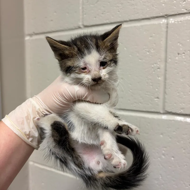 A baby small-sized male Domestic Short Hair cat named Centimeter for adoption in Reno, NV