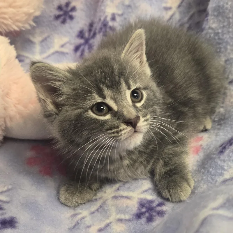 A young medium-sized male Domestic Long Hair cat named Dru for adoption in Xenia , OH