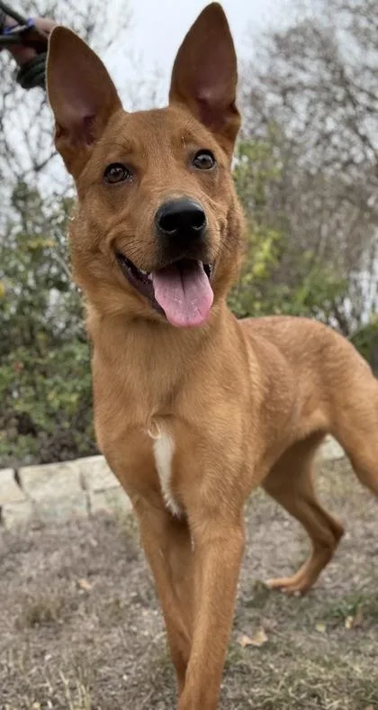 French Fry thumbnail 2