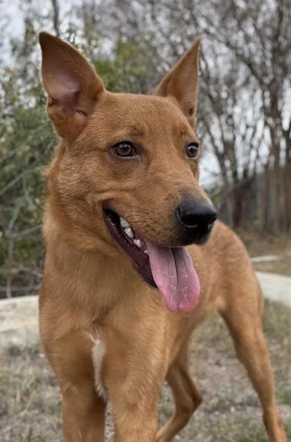 French Fry thumbnail 3