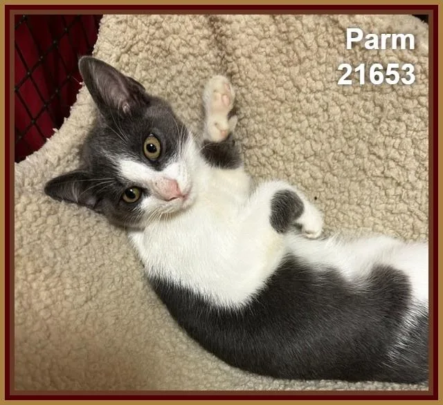 A baby medium-sized male Gray & White Domestic Short Hair cat named Parm for adoption in Marietta, GA