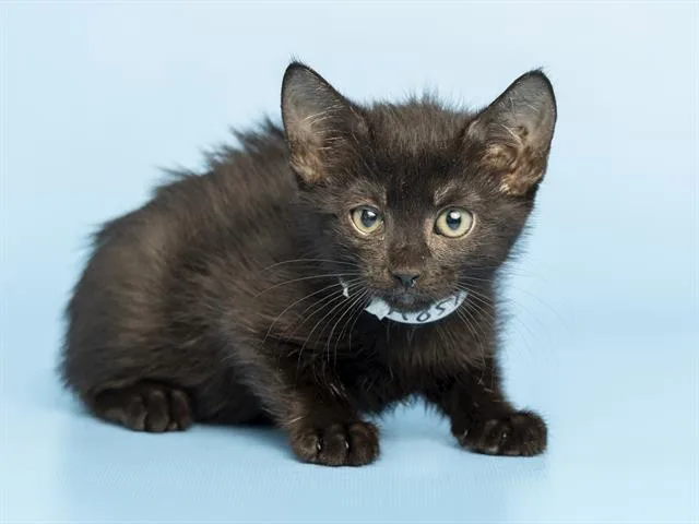 A baby small-sized female Domestic Short Hair cat named Baby Bat for adoption in Phoenix, AZ