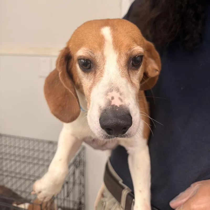 An adult small-sized female Yellow / Tan / Blond / Fawn Beagle dog named K aka Alaina for adoption in LOXAHATCHEE, FL
