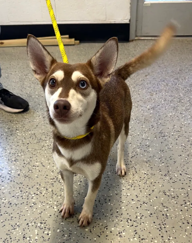 A young medium-sized female Siberian Husky dog named Evie for adoption in Blue Springs, MO