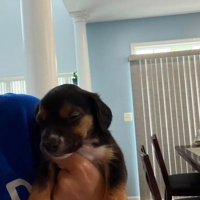 Gretl thumbnail 4