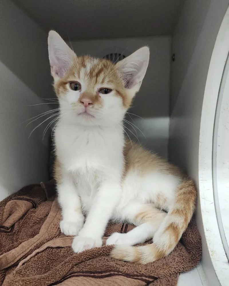 A baby small-sized male Domestic Short Hair cat named Taco for adoption in Sapulpa, OK