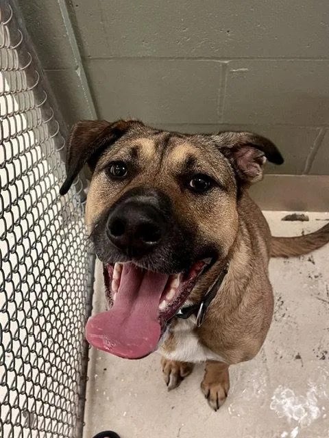 An adult large-sized male German Shepherd Dog dog named Timone for adoption in Webster, WI