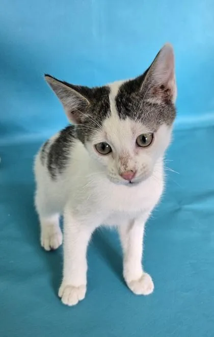 An adult small-sized male Domestic Short Hair cat named Wiggles for adoption in Morton Grove, IL