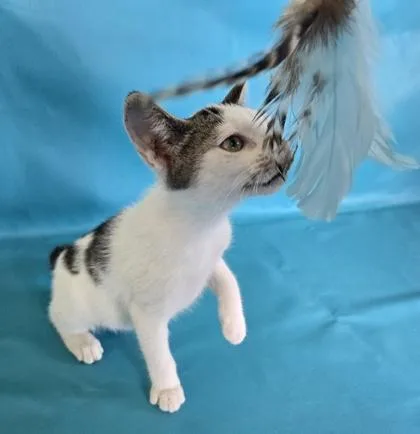 Wiggles thumbnail 3