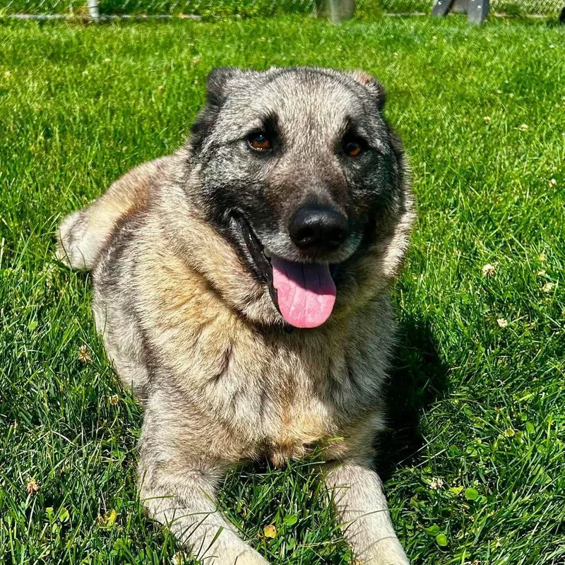 An adult medium-sized male Sable Norwegian Elkhound dog named Cedar for adoption in New Philadelphia, OH