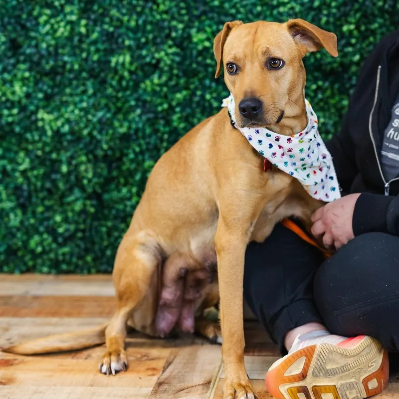 Polka Dot thumbnail 3