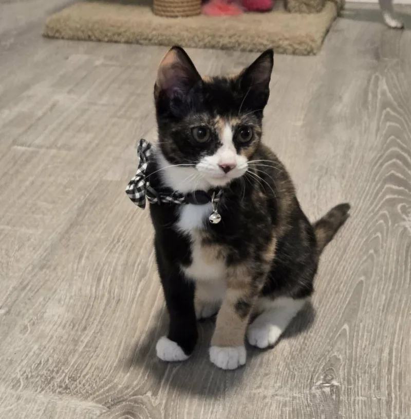 A baby medium-sized female Domestic Short Hair cat named Patricia for adoption in Sedalia, CO