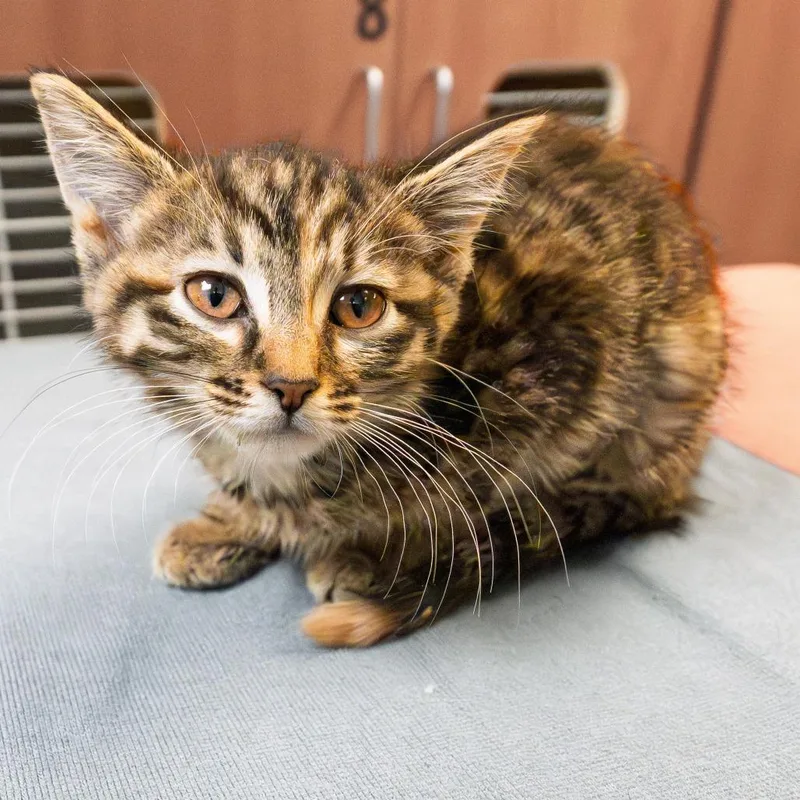 A baby small-sized female Brown / Chocolate Domestic Short Hair cat named Bumper Car for adoption in South Elgin, IL