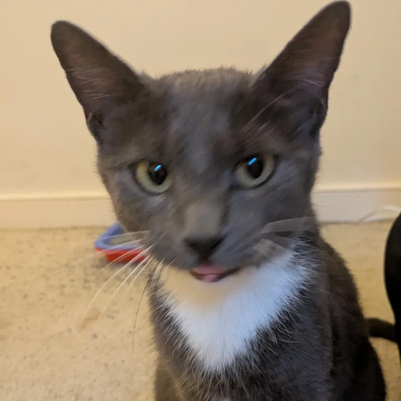 A young medium-sized female Gray & White Domestic Short Hair cat named Leonora Carrington for adoption in Richmond, VA