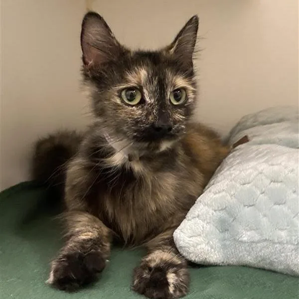 An adult medium-sized female Tortoiseshell Domestic Medium Hair cat named Tanaya for adoption in Hawthorne, CA