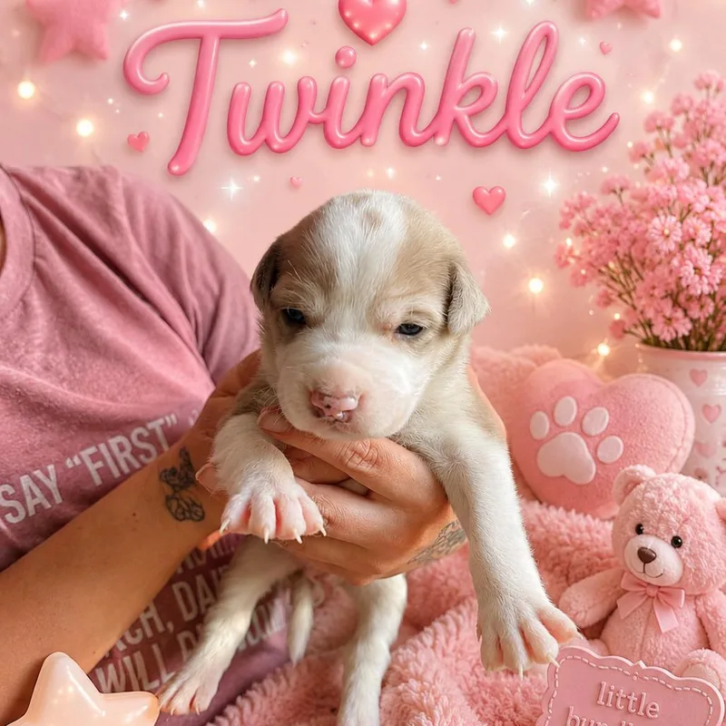 Twinkle thumbnail 2