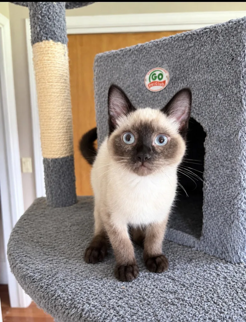 A baby medium-sized male Siamese cat named Marky Napa for adoption in Napa, CA