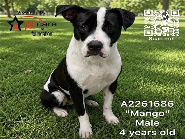 An adult medium-sized male Mastiff dog named Mango for adoption in Los Angeles, CA