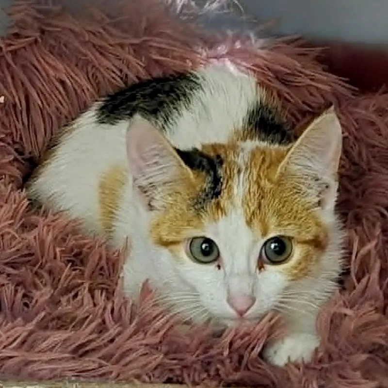 A baby small-sized female Calico Domestic Short Hair cat named Albie for adoption in Meridian, ID