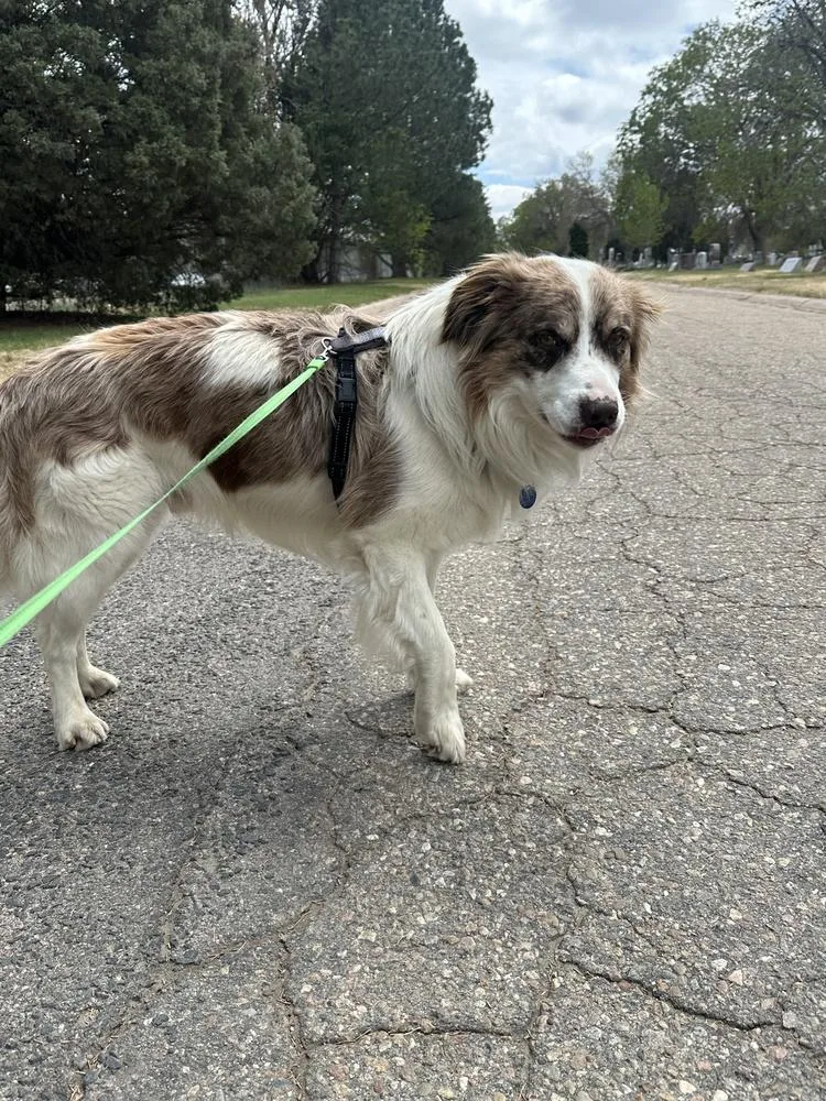 An adult medium-sized male Australian Shepherd dog named Dewey for adoption in Littleton, CO