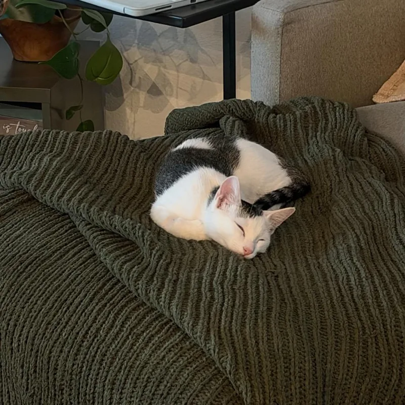 A baby small-sized male Domestic Medium Hair cat named Gimli for adoption in Las Vegas, NV