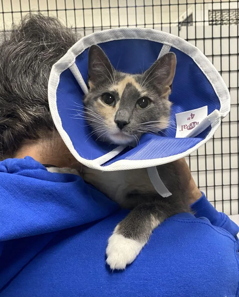 An adult small-sized female Dilute Calico Domestic Short Hair cat named Junebug for adoption in Alexandria, VA