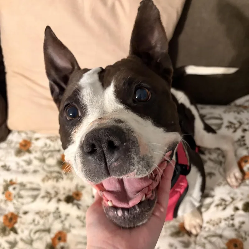 Rosalita thumbnail 2