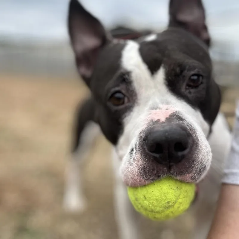 Rosalita thumbnail 3