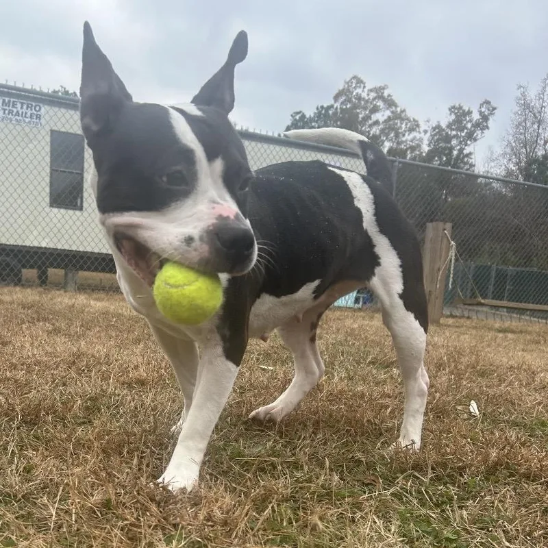 Rosalita thumbnail 4