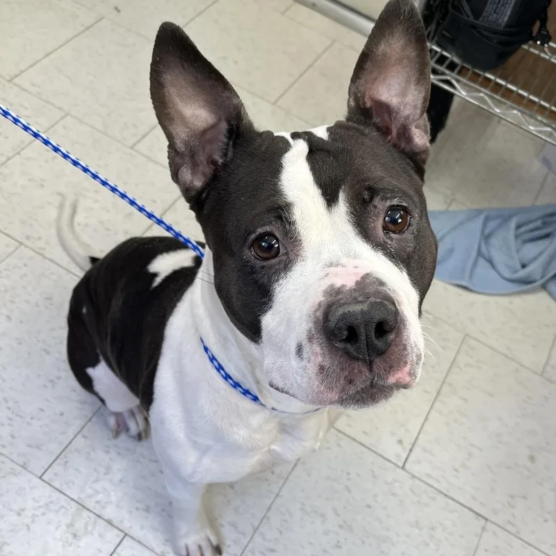 Rosalita thumbnail 5