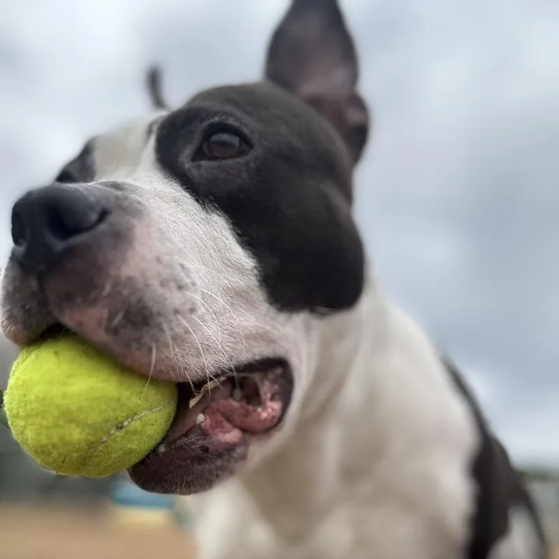 Rosalita thumbnail 6