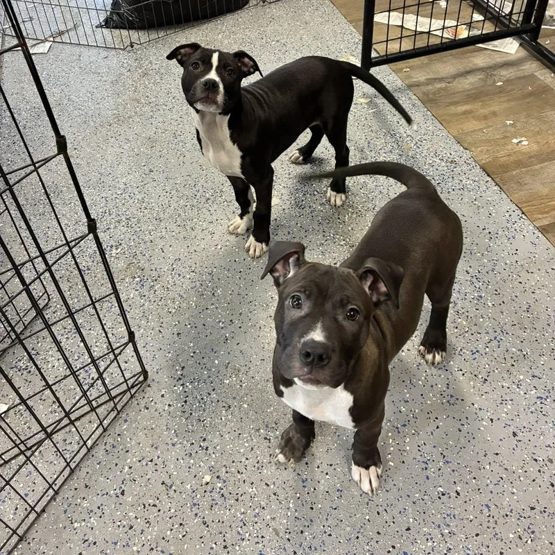 Faygo Litter Puppies