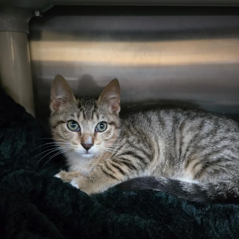 A baby small-sized male Brown / Chocolate Domestic Short Hair cat named Hot Rod for adoption in Naples, FL