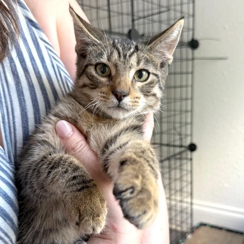 A baby medium-sized male Tabby (Brown / Chocolate) Domestic Short Hair cat named Garfield for adoption in Houston, TX