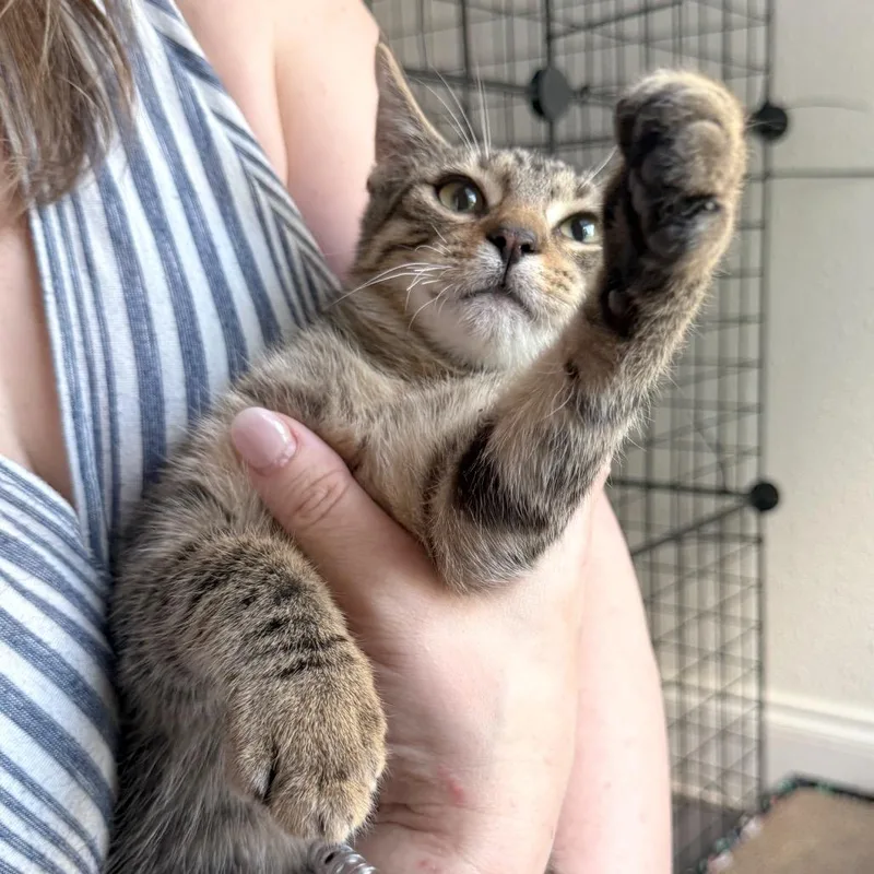 Garfield thumbnail 5