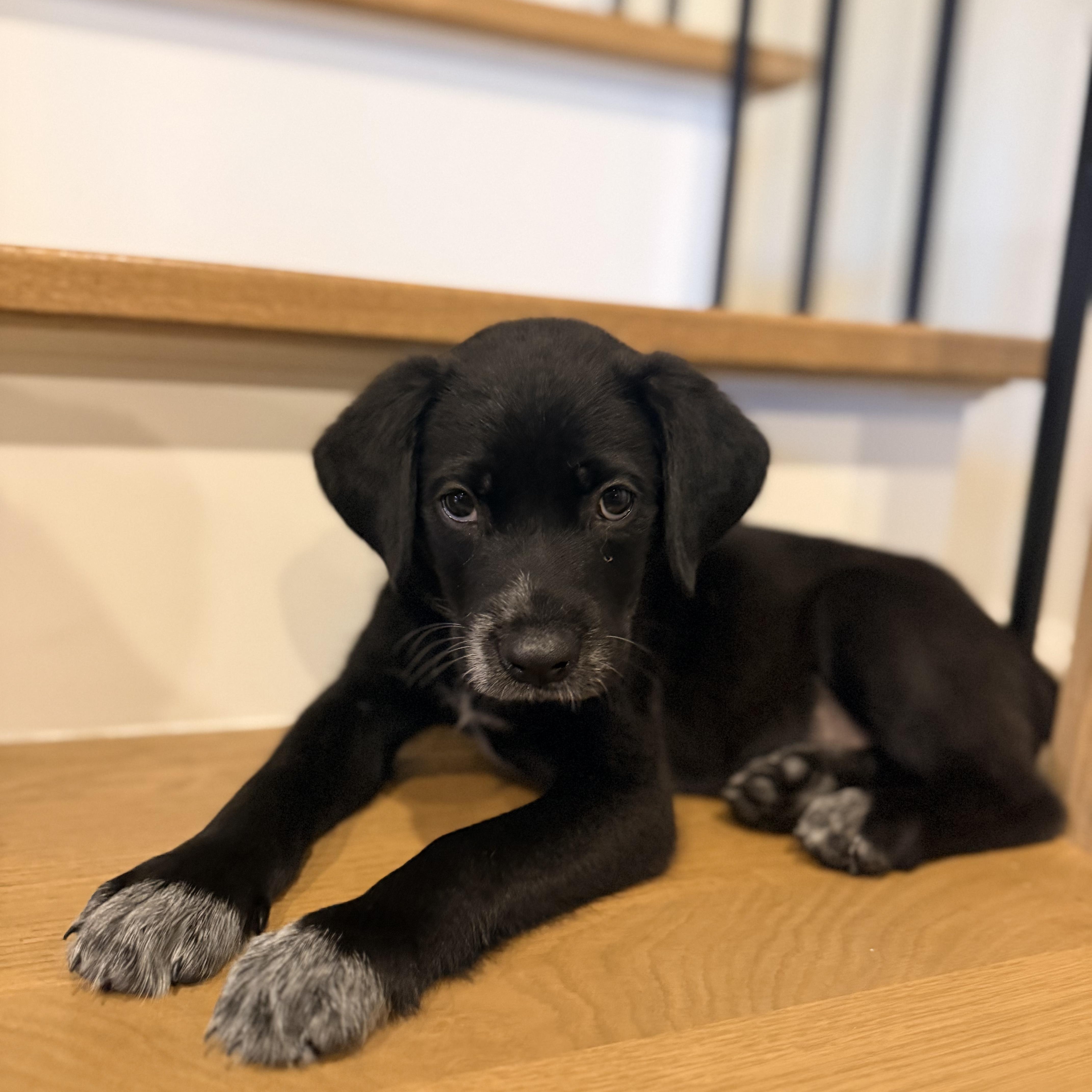 A baby medium-sized male Black Labrador Retriever dog named Nori for adoption in Dallas, TX