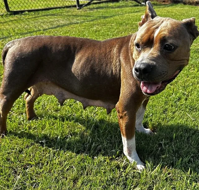 An adult large-sized female Pit Bull Terrier dog named Lorna for adoption in Appling, GA
