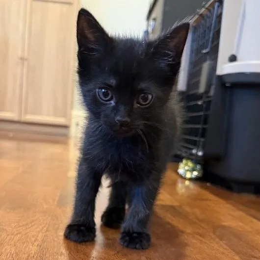 A baby small-sized male Black Domestic Short Hair cat named Naptime for adoption in Austin, TX