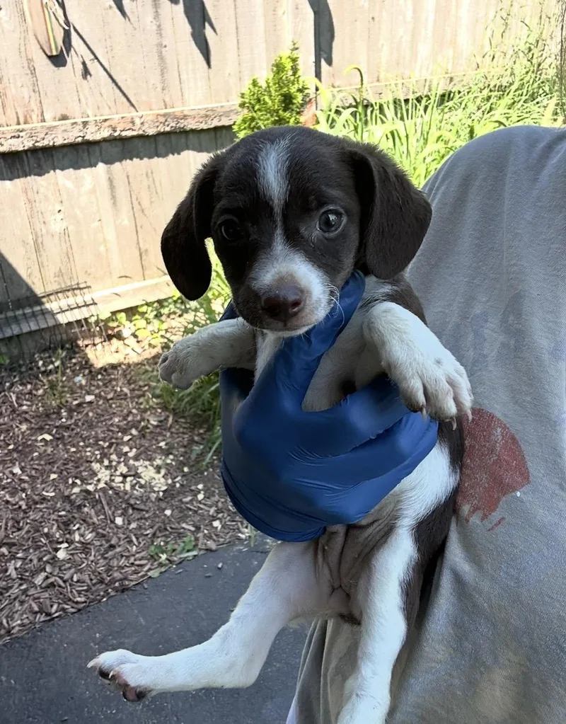 A baby medium-sized female Black Beagle dog named Butter for adoption in Wonder Lake, IL