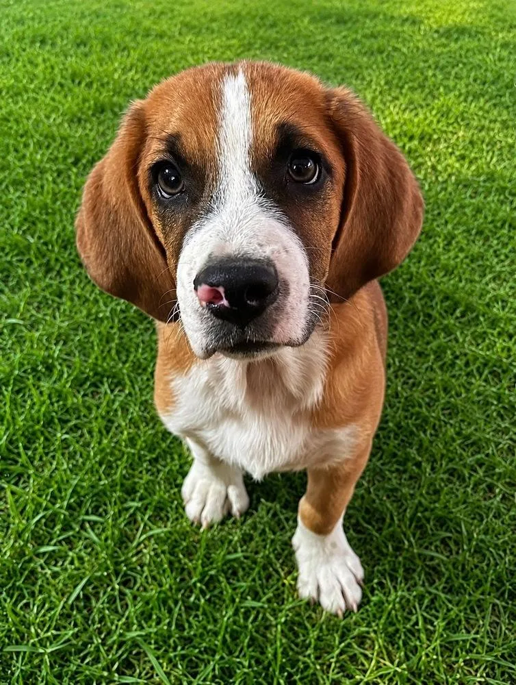 A baby medium-sized male Tricolor (Brown, Black, & White) Basset Hound dog named Mark for adoption in Colorado Springs, CO