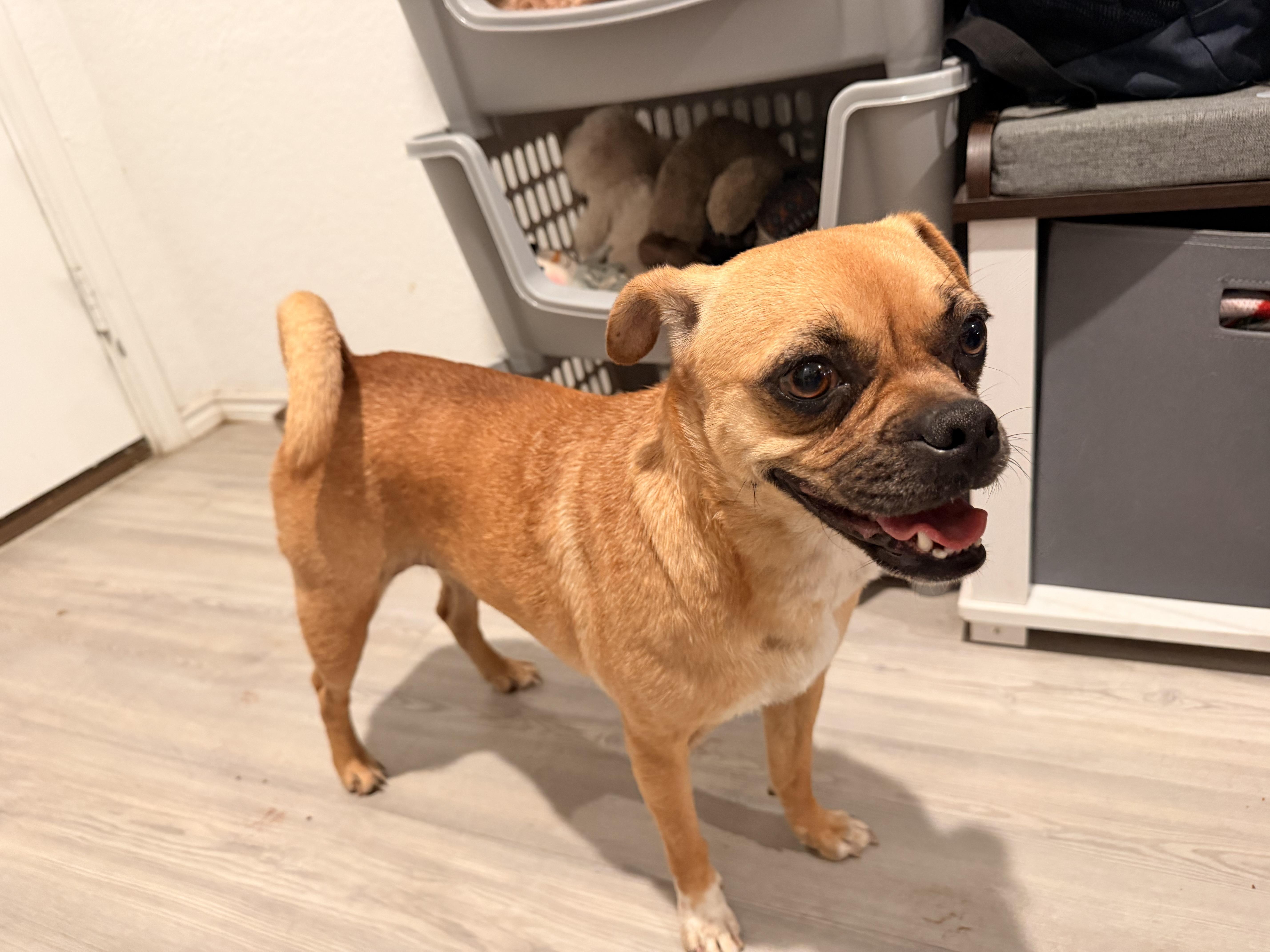 An adult small-sized female Yellow / Tan / Blond / Fawn Puggle dog named Gonzie Mae for adoption in San Antonio, TX