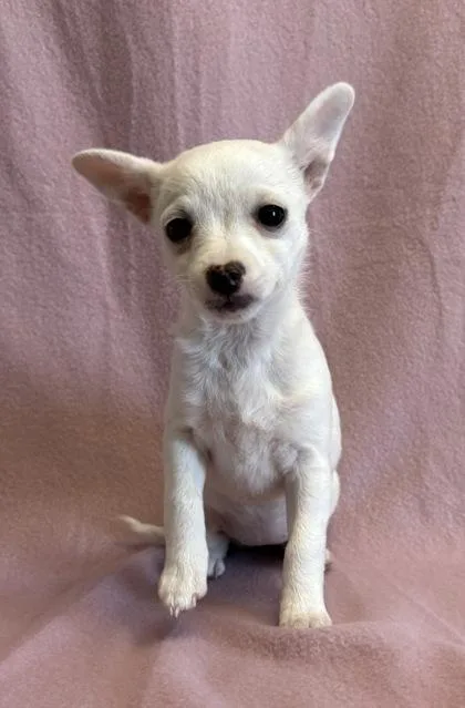 A baby small-sized female White / Cream Chihuahua dog named Theresa for adoption in Buffalo, MN