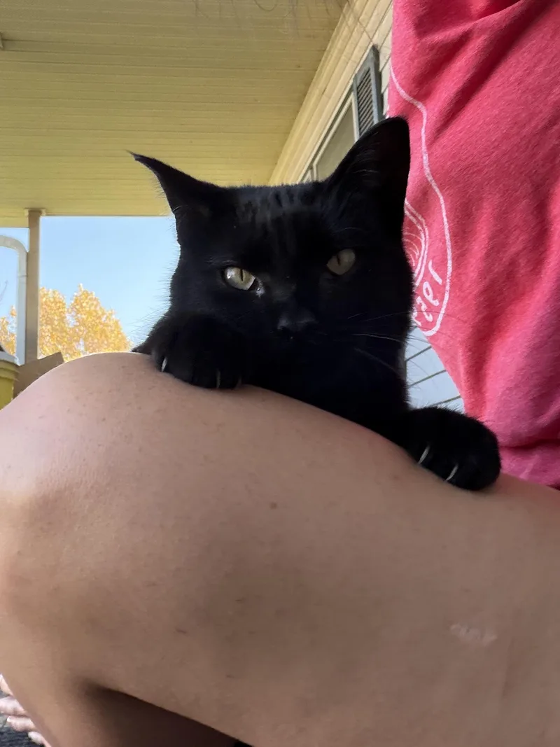 A young medium-sized female Black Domestic Short Hair cat named Gaia for adoption in Galesville, WI