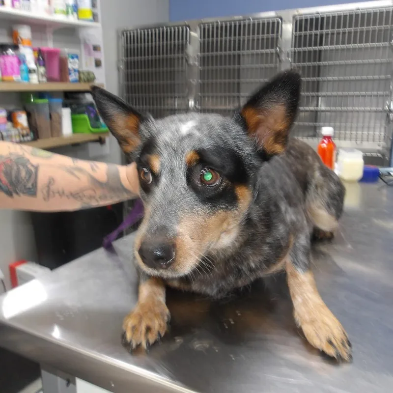 An adult medium-sized female Black Australian Cattle Dog / Blue Heeler dog named Bella for adoption in Marble, NC