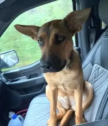 A baby large-sized female Bicolor German Shepherd Dog named Cheyenne for adoption in LEWISTON, ID