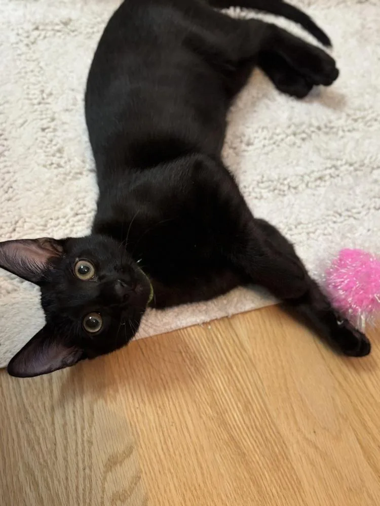A baby small-sized male Domestic Short Hair cat named Neon Green Relish for adoption in Chicago, IL