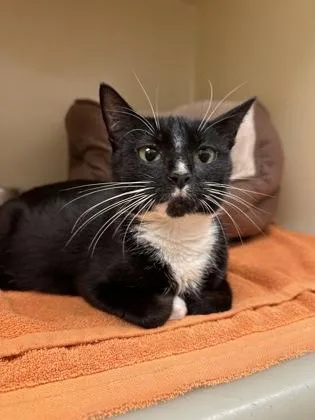 An adult small-sized female Domestic Short Hair cat named Angel Cake for adoption in King William, VA