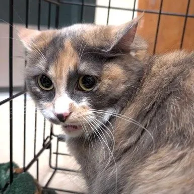 An adult small-sized female Domestic Medium Hair cat named Cider for adoption in Burlington, WA